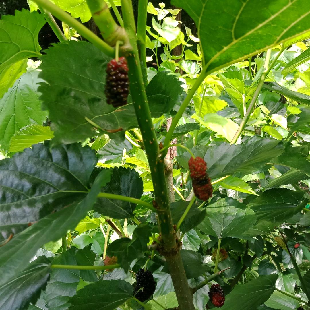 落叶思秋