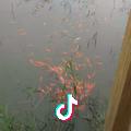 温馨🌻 🌺 🐠
