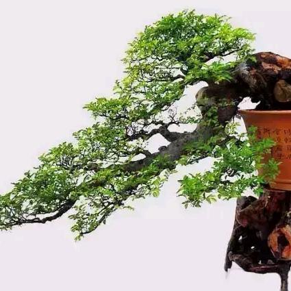 蕊园盆景