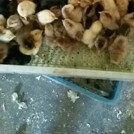 安阳，内黄，笨鸡苗