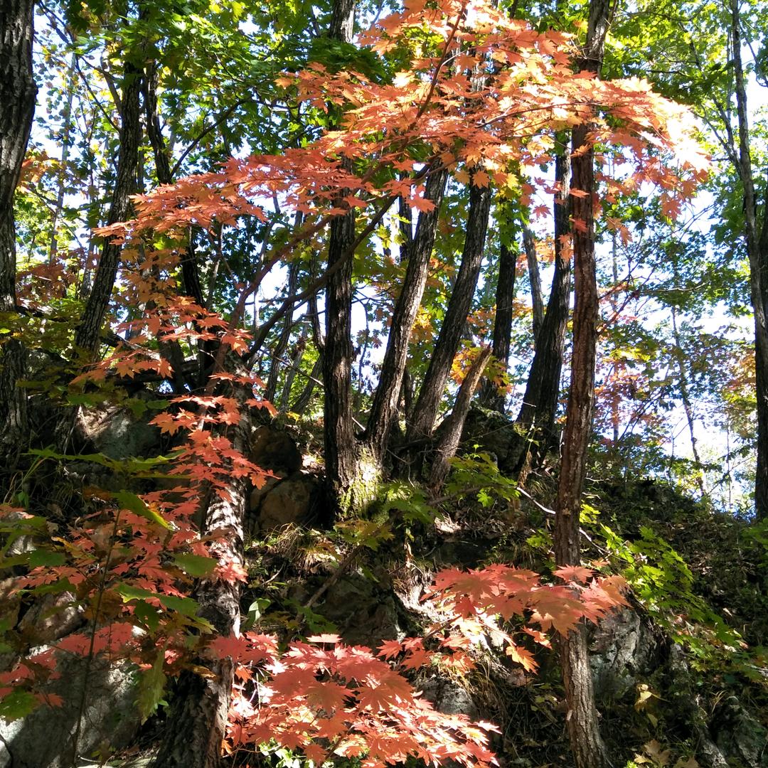 田园三哥