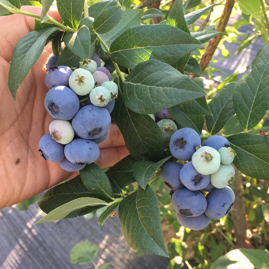 马老板