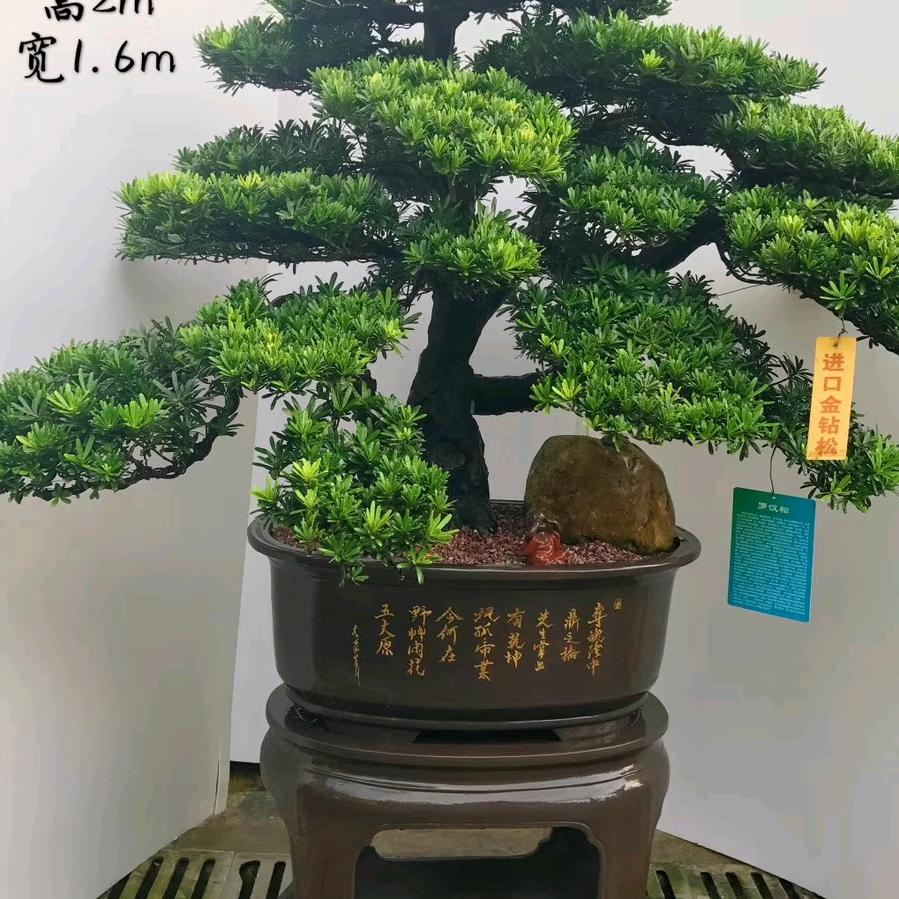 尚品阁(尚艺）园林绿化工程有限公司