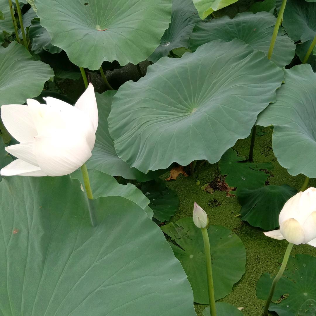 乡村振兴专干助力三农