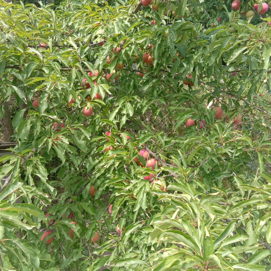 用户271645447194龙行天下