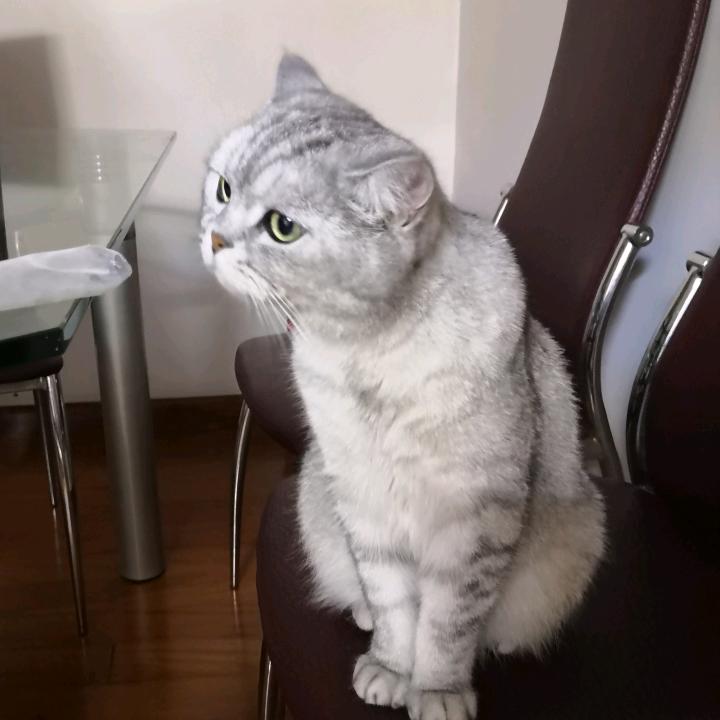 晨知