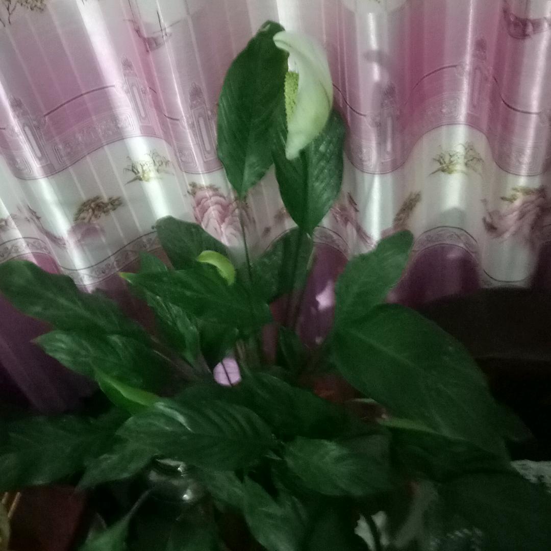 石金英