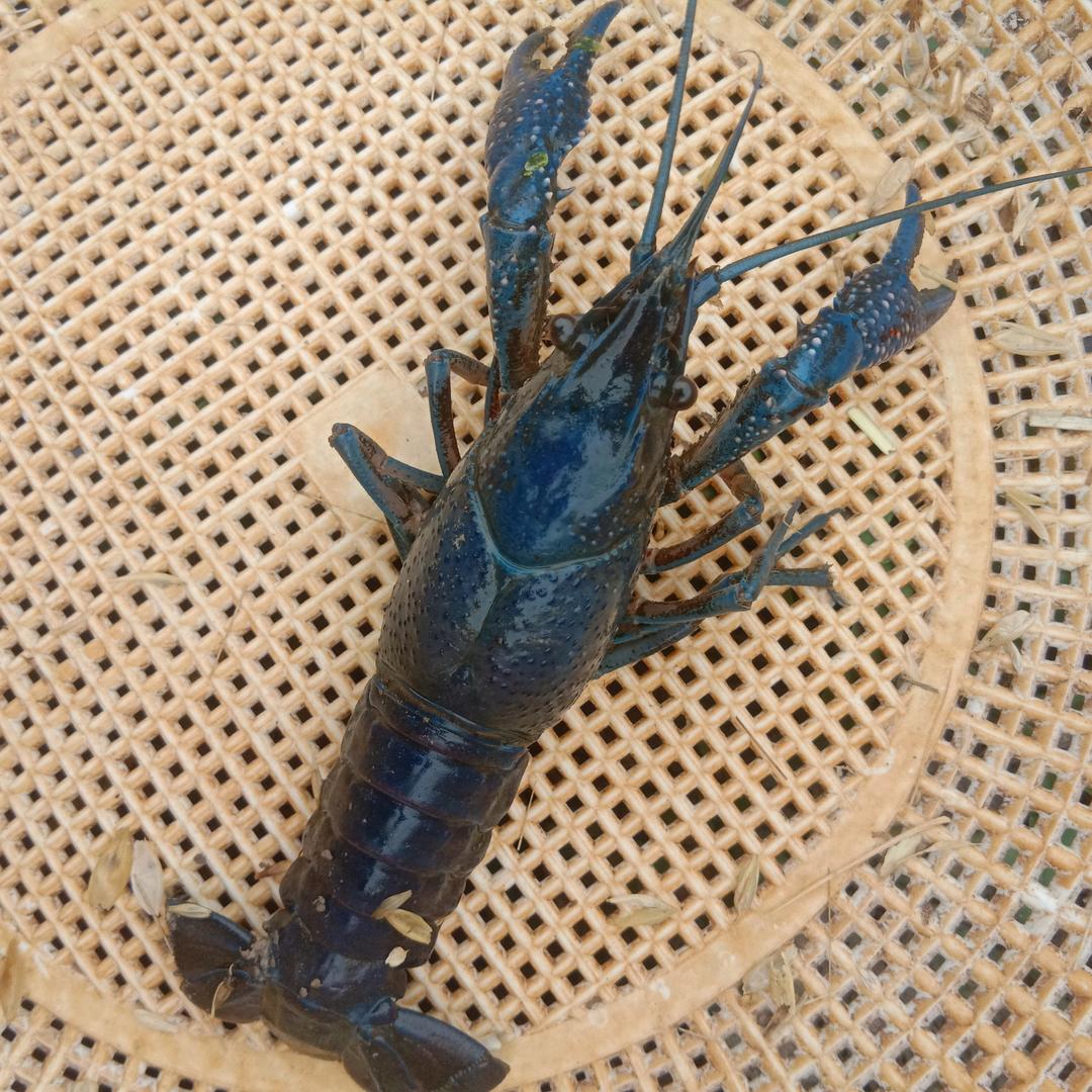 三缺一快（了）