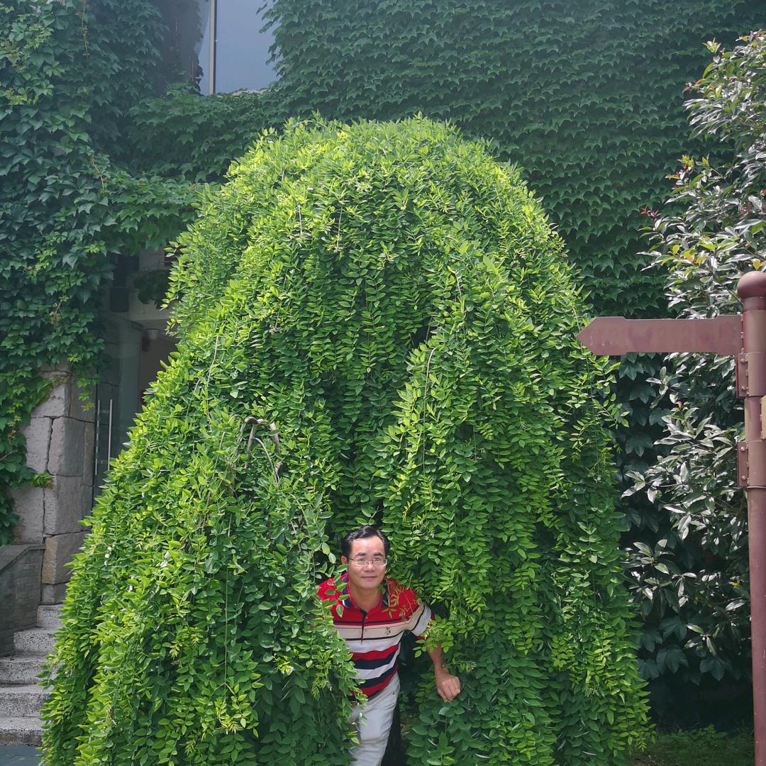 温春！批发泰国燕窝！