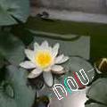 El Che