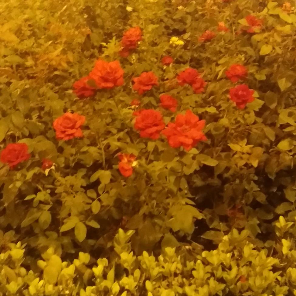 夜来花香9474107136227