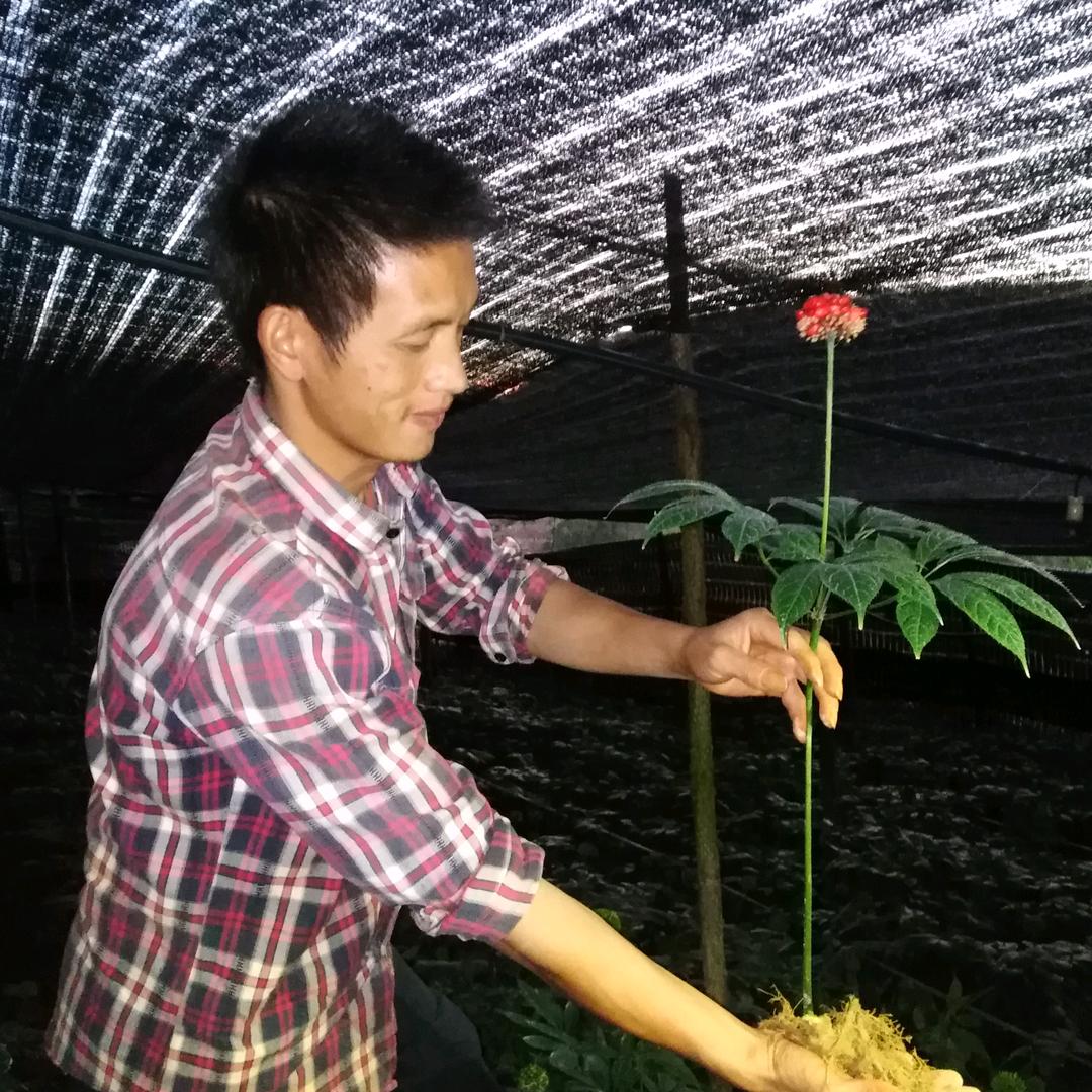 云南文山三七吴