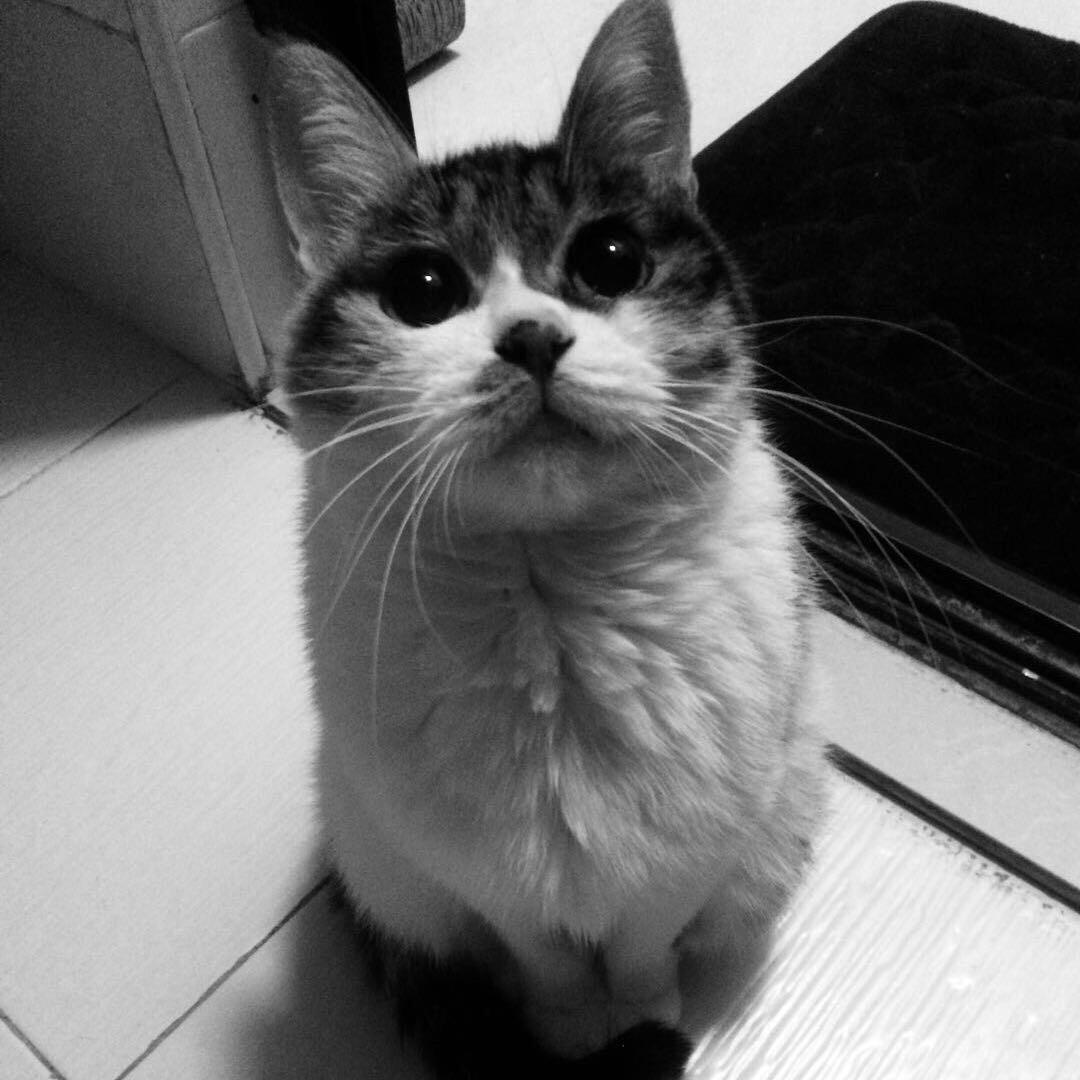 鬼宝