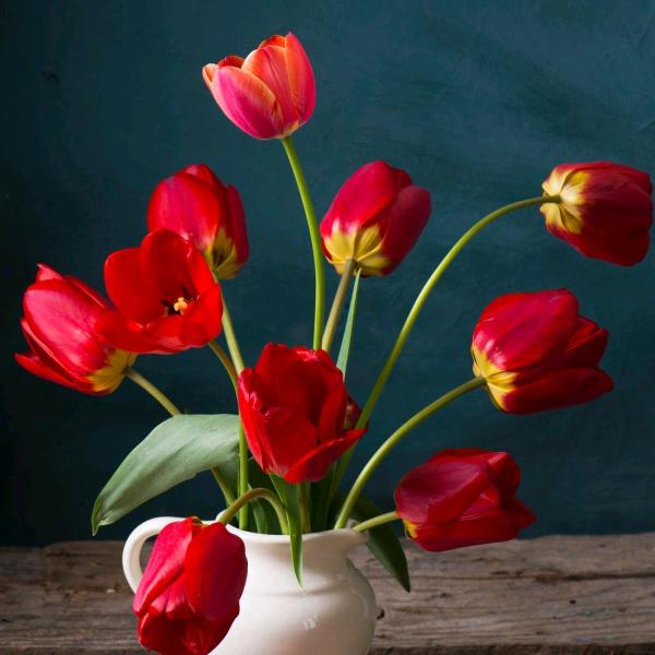 开心果             射手座