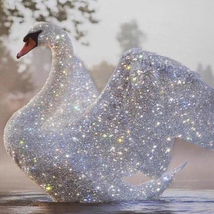 👑皇冠天鹅👑