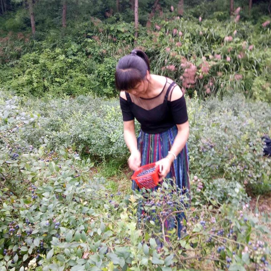 红樱桃