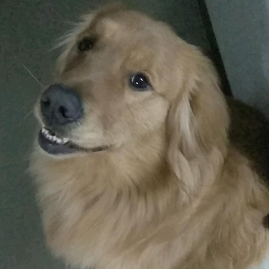 白姥爷🐶