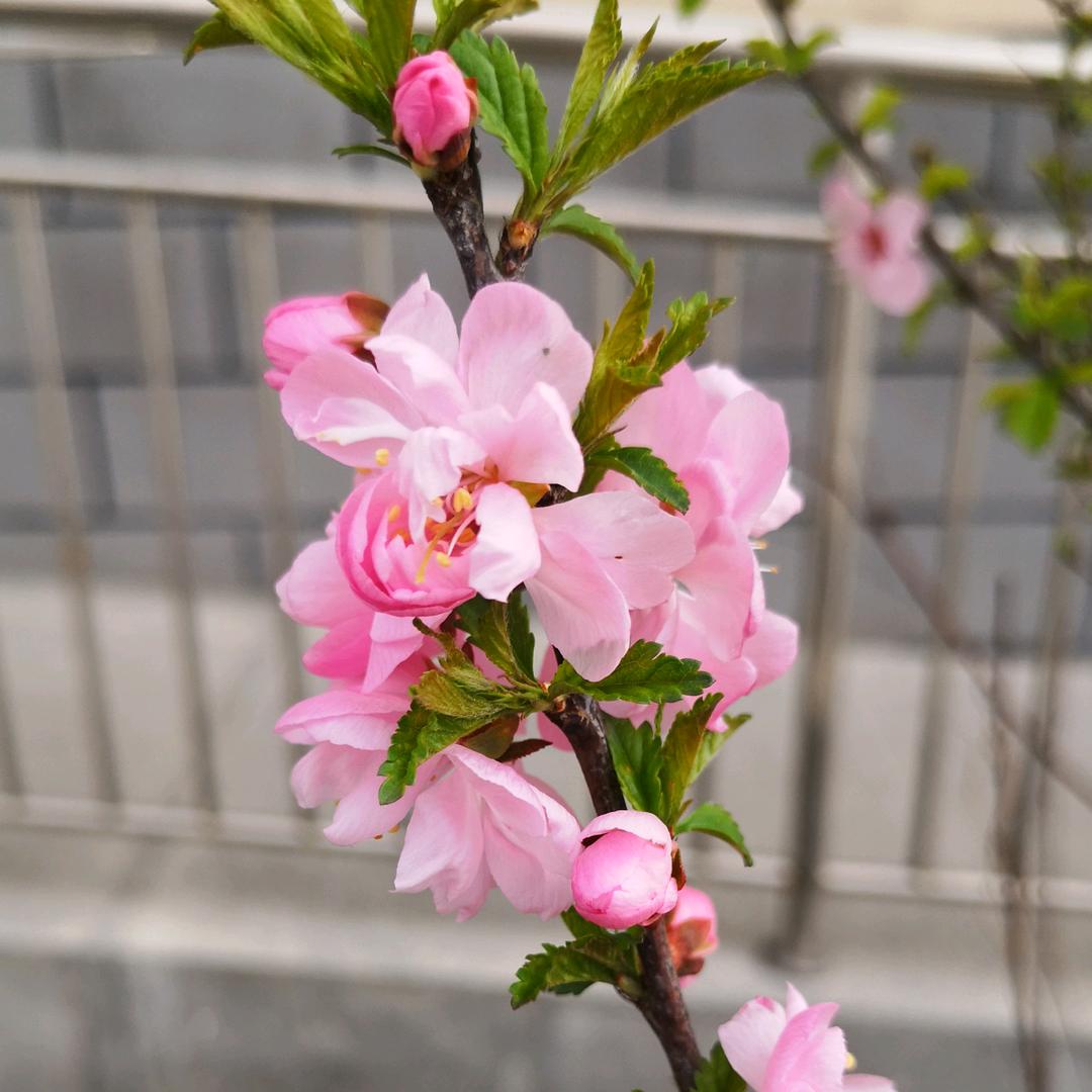 落花🌸有情