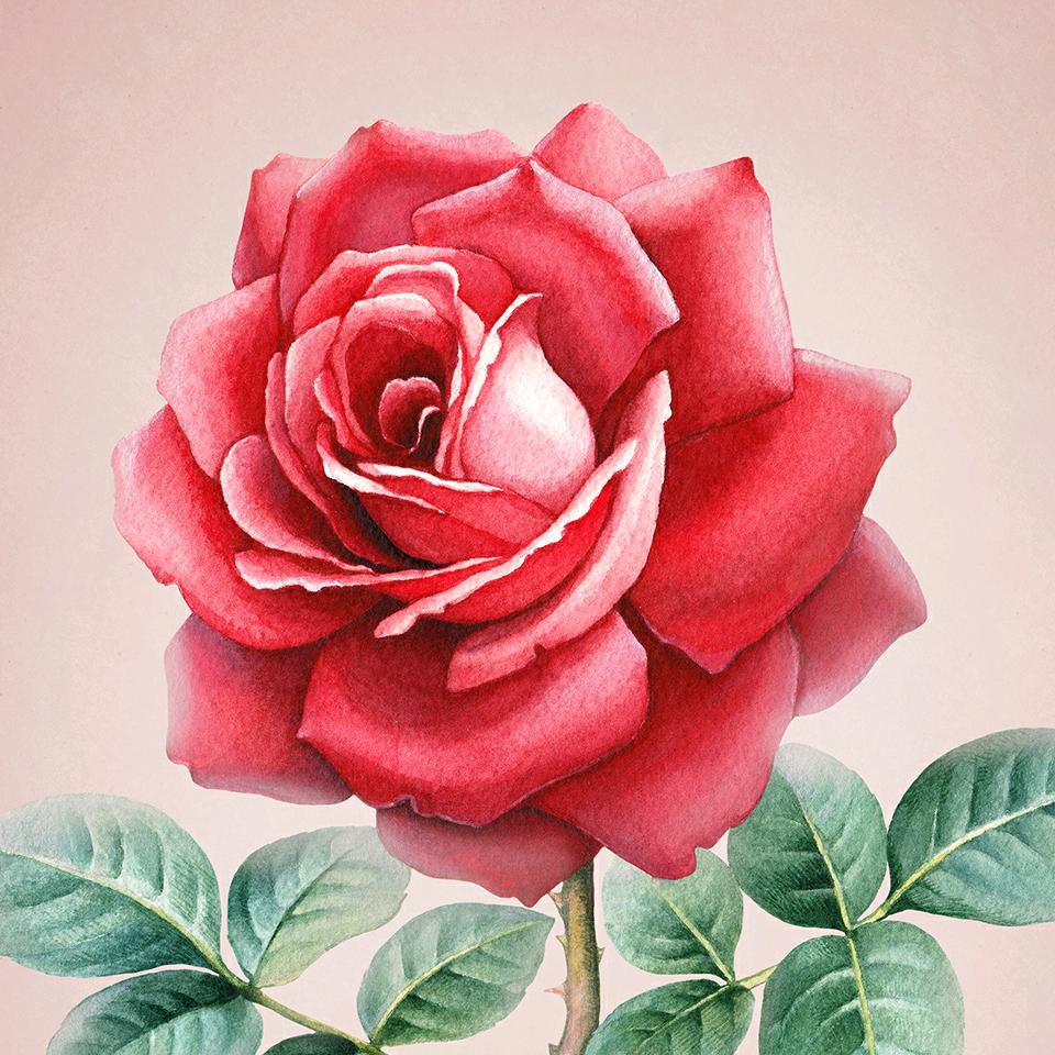 明姐的霸气你学不来。