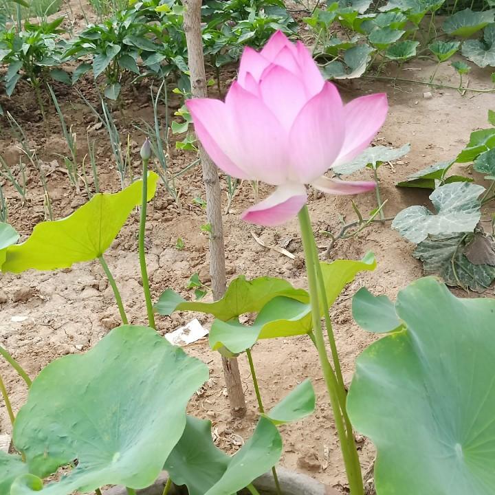 王哥