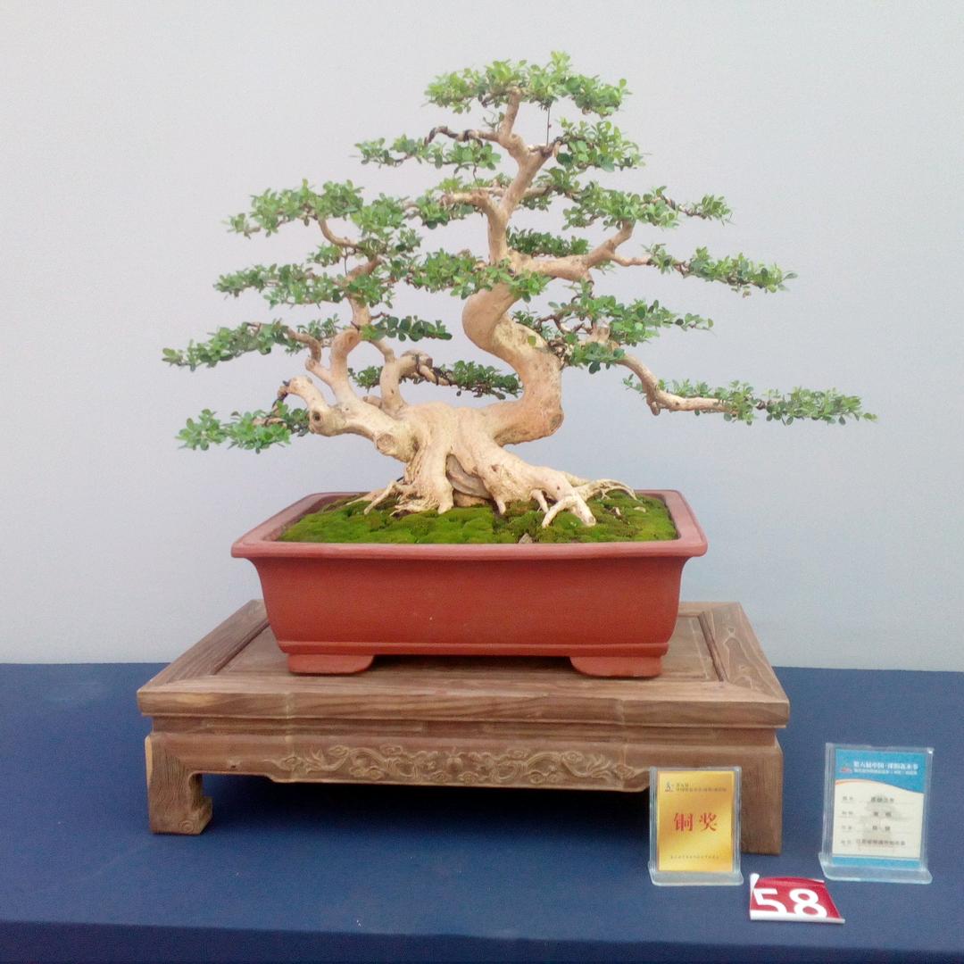 顺宇苗木