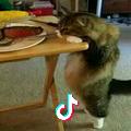 猪鼓励舔舔犬