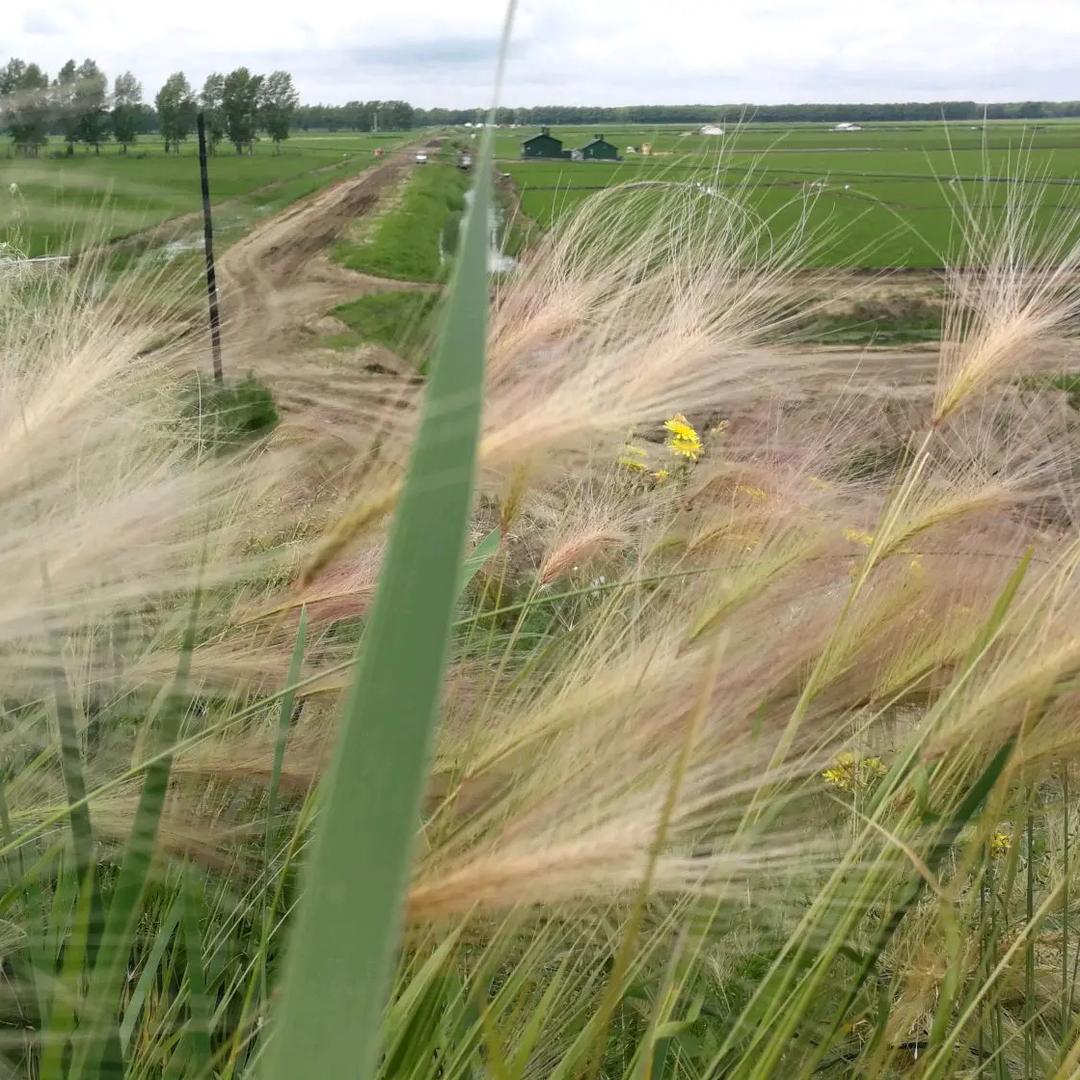 谈米论稻-我是老赵