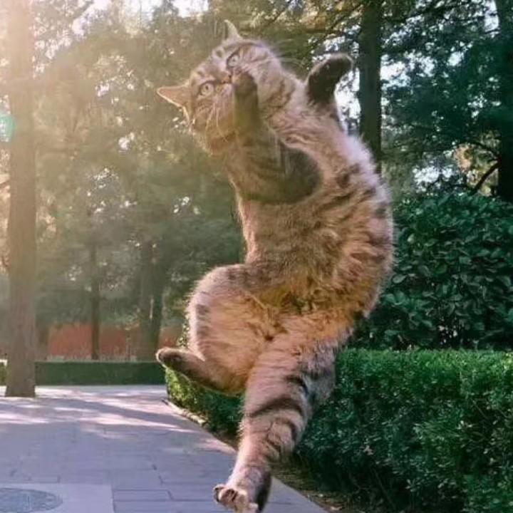 飞鸿，，，，，