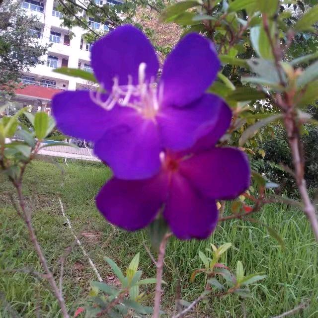 花花浪子