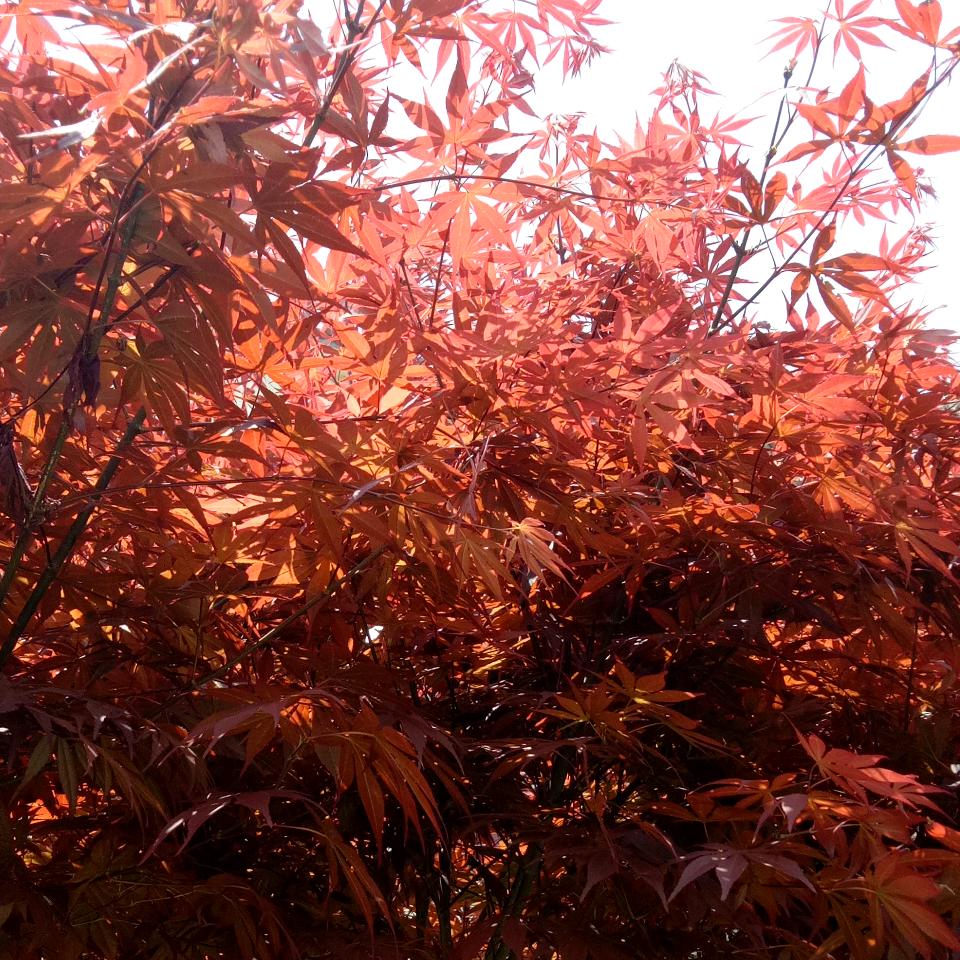 幸福一生(๑•ั็