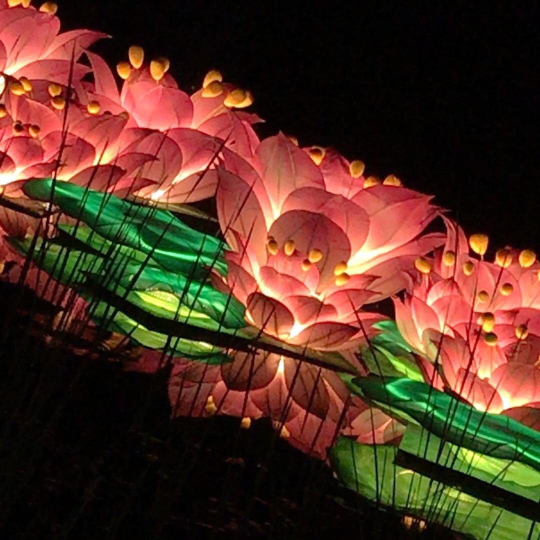 只为花开