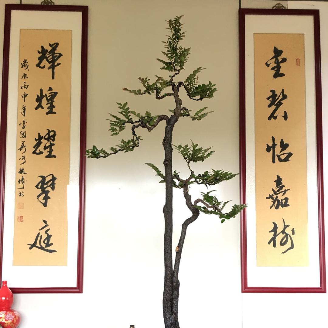 小凡（金辉）盆艺