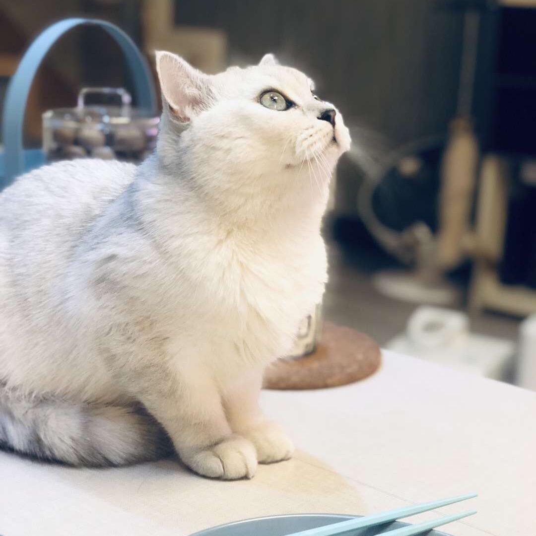 鸽子
