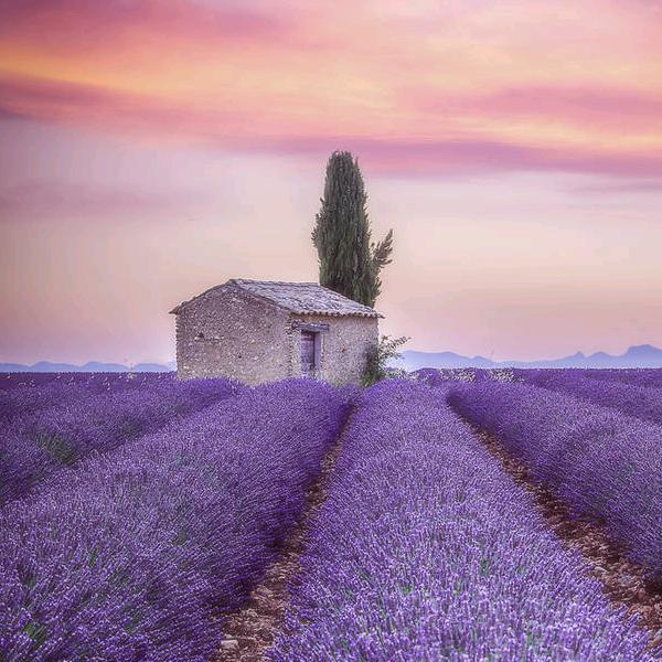 花开富贵险中求