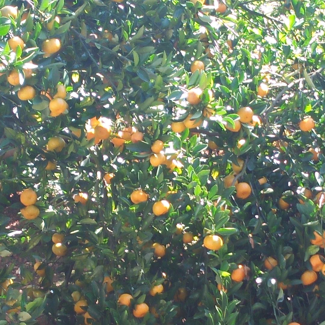 甜蜜蜜