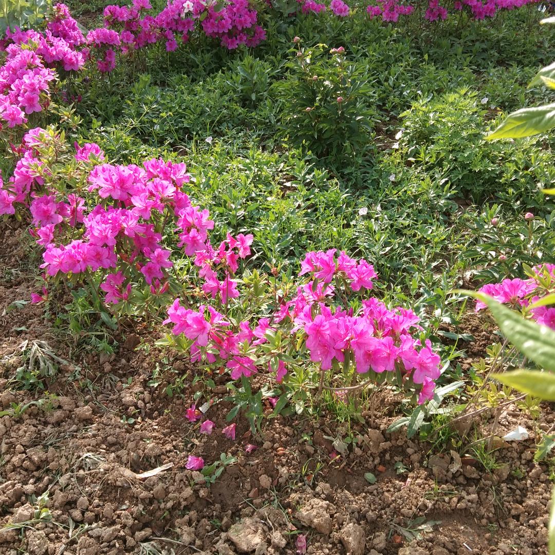 一帆风顺