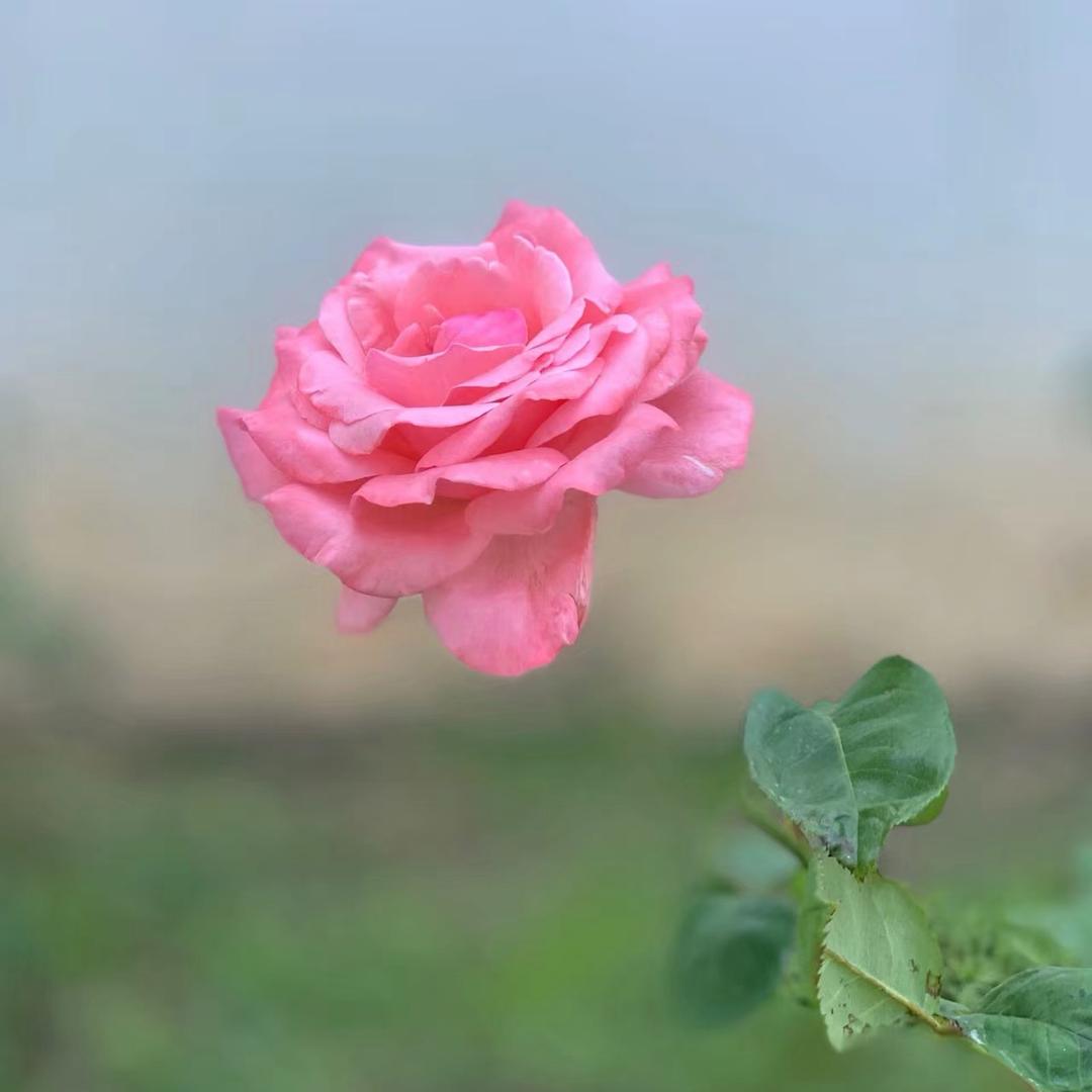 蓉蓉