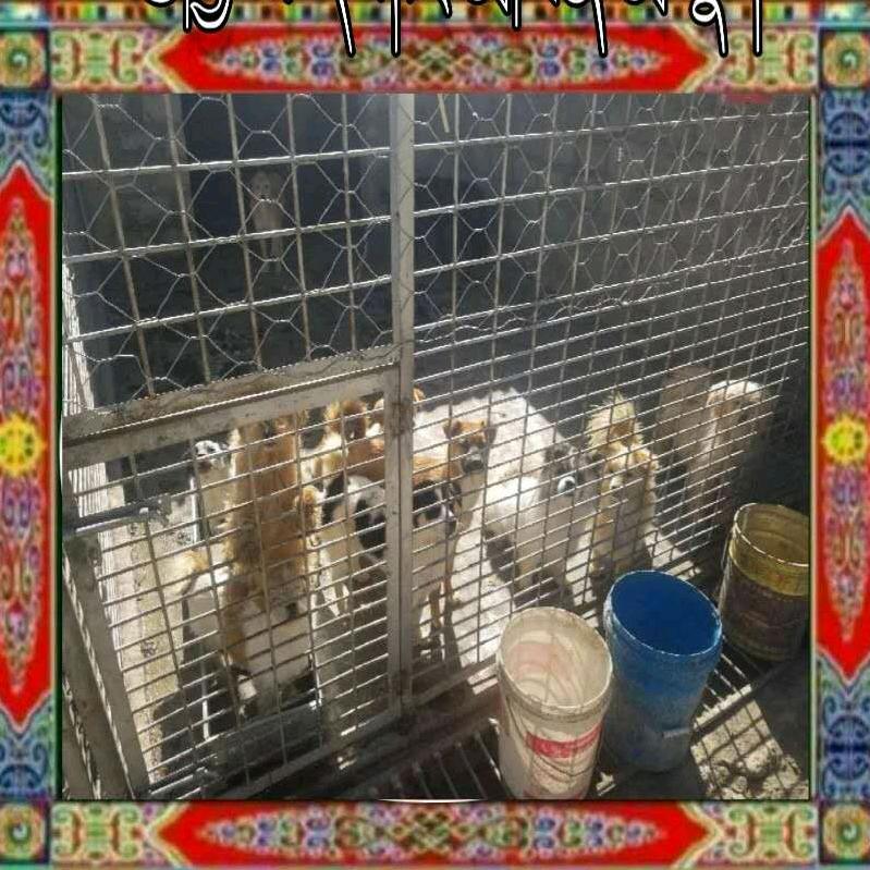 赎罪的格桑