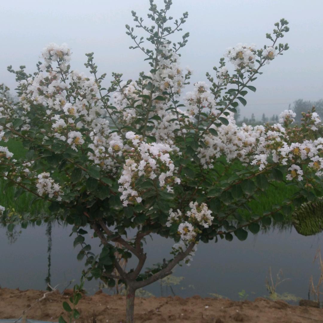 花渡河处