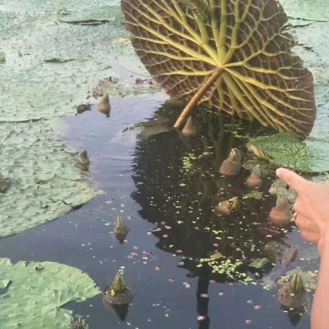 强国芡实