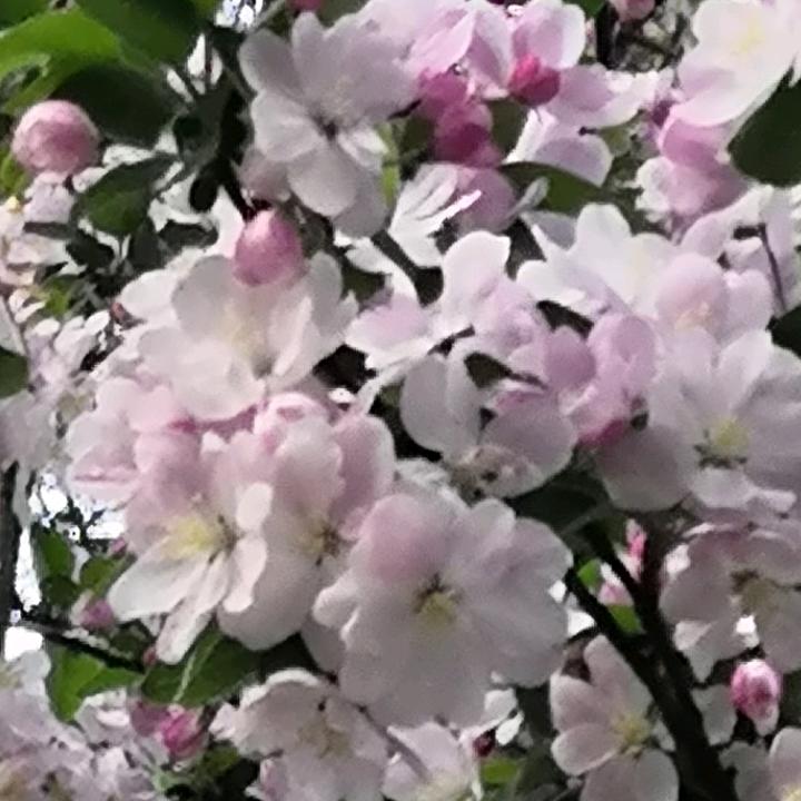 胖胖哒