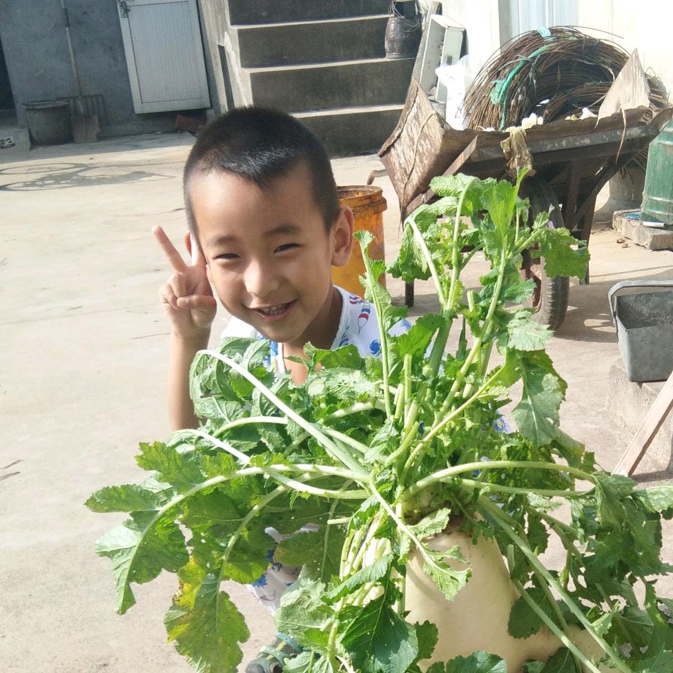 向日葵🌻