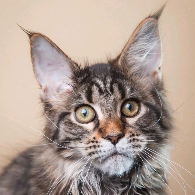 胡桥厨香村食（陈月琴）