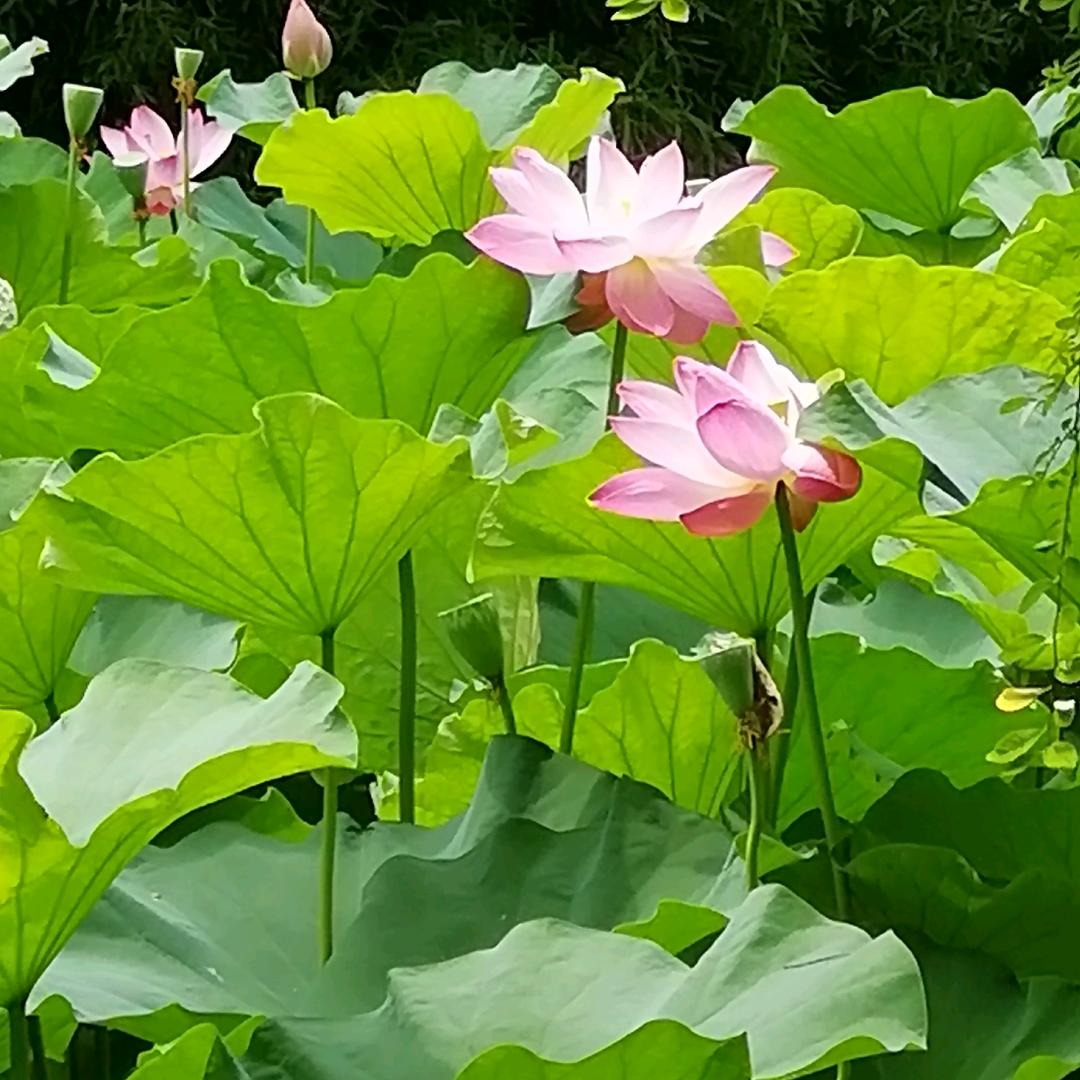 🍀仙人掌🌵