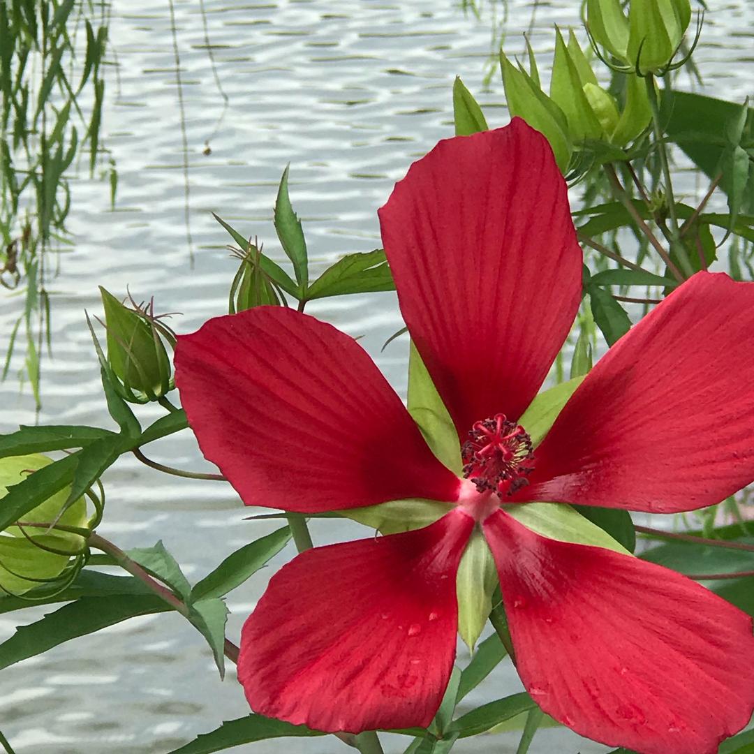 樱花🌸