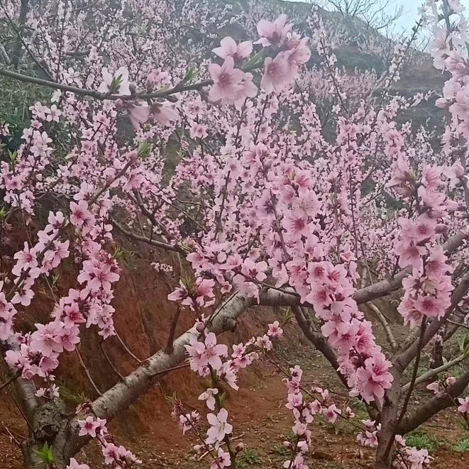 建宁种黄桃的老邱