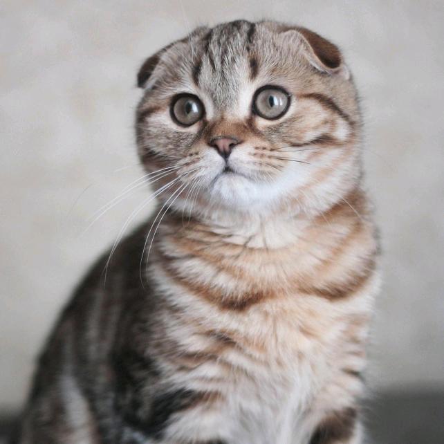 犇崑