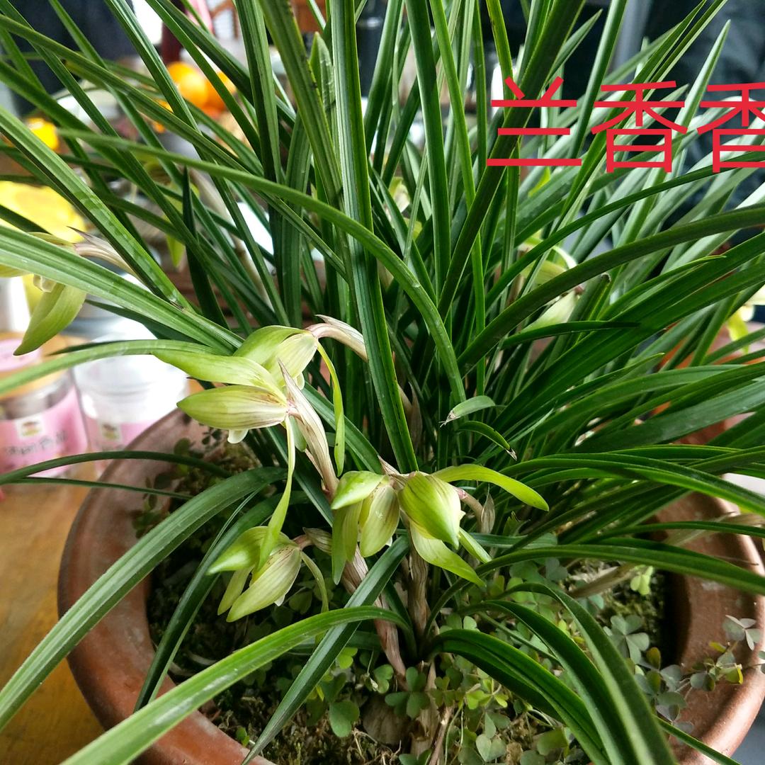 用户2236372837517梦之缘