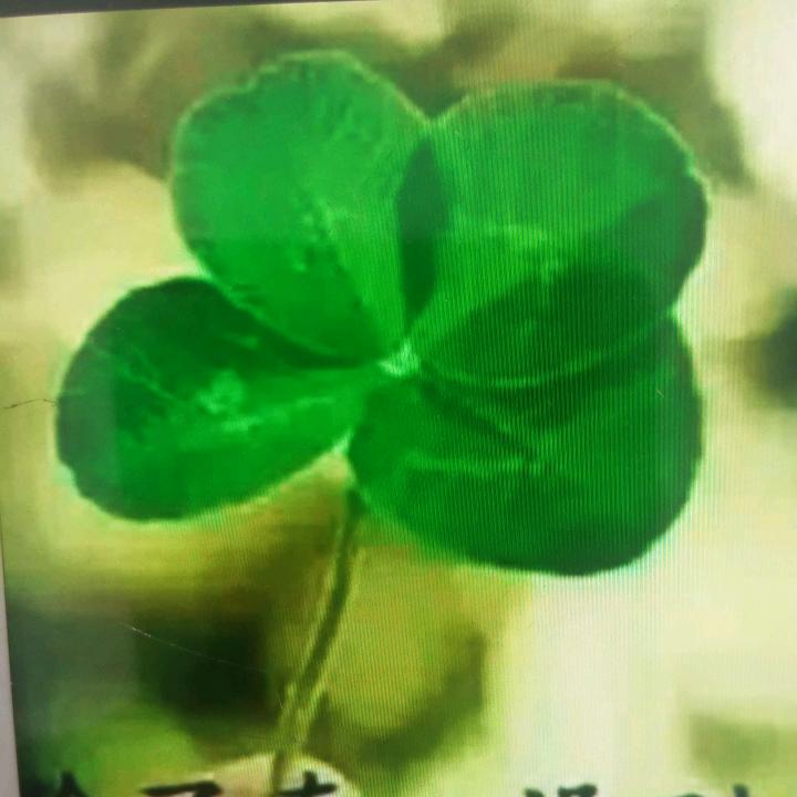 平平淡淡才是真