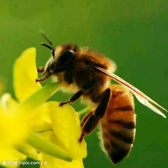 小草蜜蜂